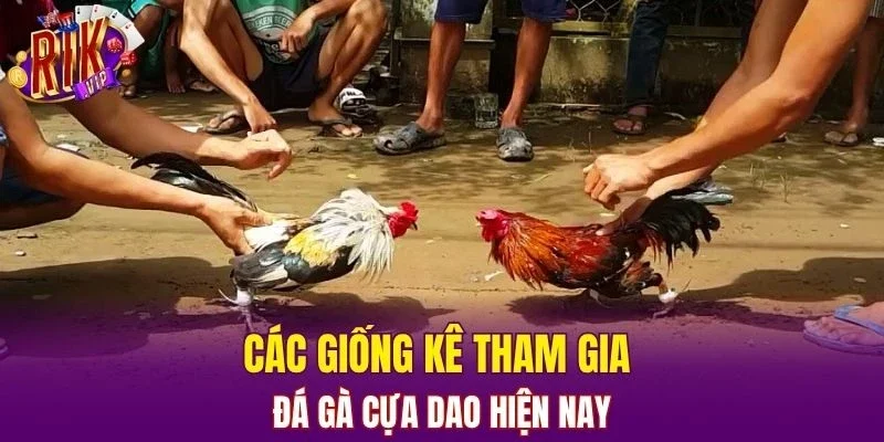 Các giống kê tham gia đá gà cựa dao hiện nay