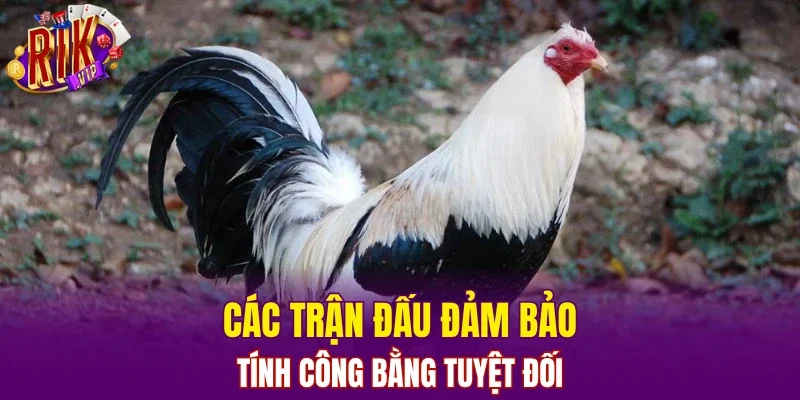 Các trận đấu đảm bảo tính công bằng tuyệt đối