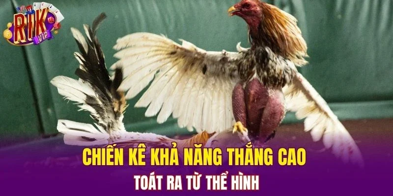 Chiến kê khả năng thắng cao toát ra từ thể hình