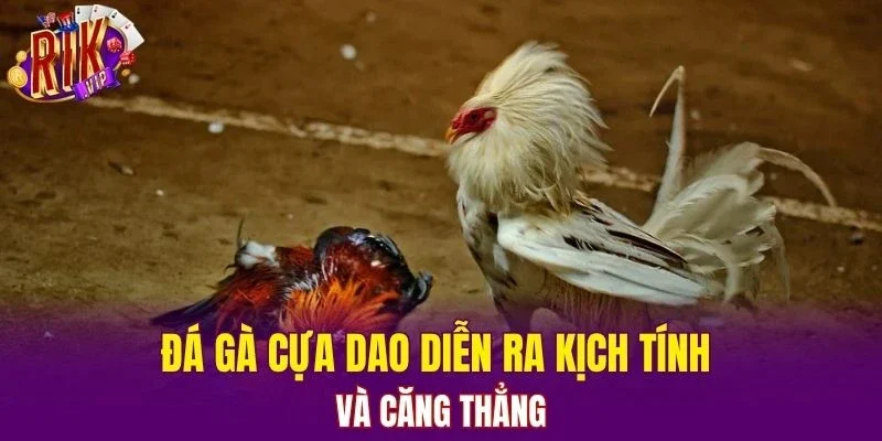 Đá gà cựa dao diễn ra kịch tính và căng thẳng