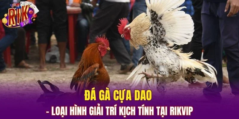 đá gà cựa dao