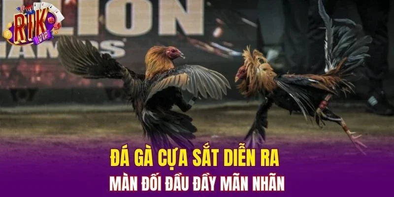 Đá gà cựa sắt diễn ra màn đối đầu đầy mãn nhãn
