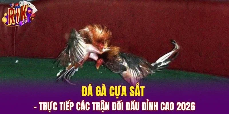 Đá Gà Cựa Sắt