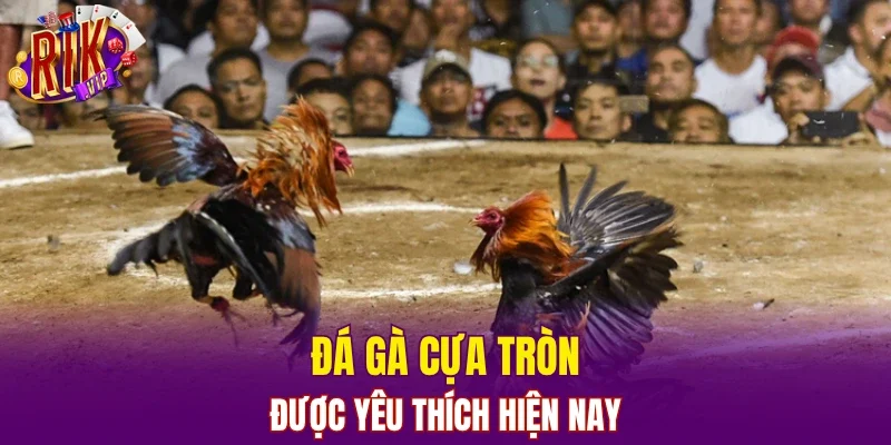 Đá gà cựa tròn được yêu thích hiện nay