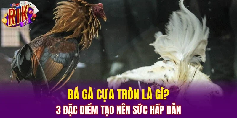 Đá Gà Cựa Tròn