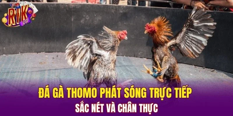 Đá gà Thomo phát sóng trực tiếp sắc nét và chân thực