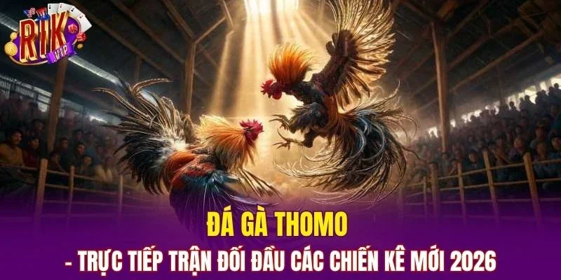 Đá Gà Thomo