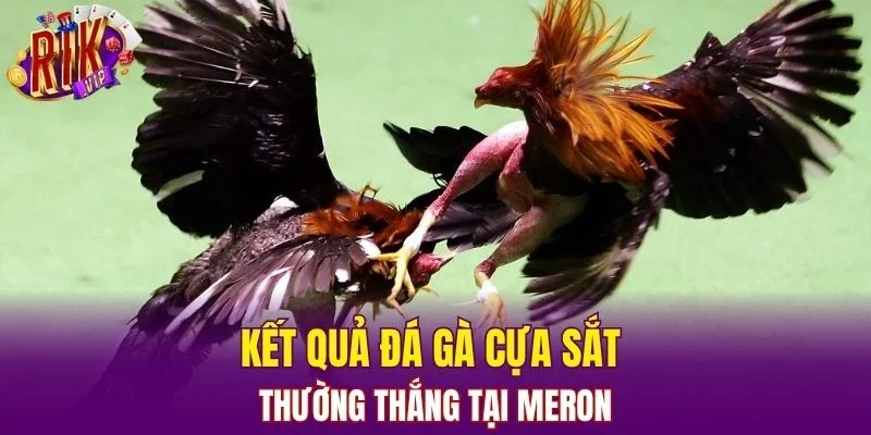Kết quả đá gà cựa sắt thường thắng tại Meron