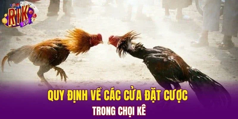 Quy định về các cửa đặt cược trong chọi kê