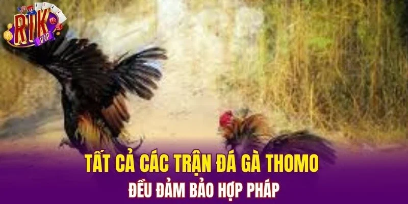 Tất cả các trận đá gà Thomo đều đảm bảo hợp pháp