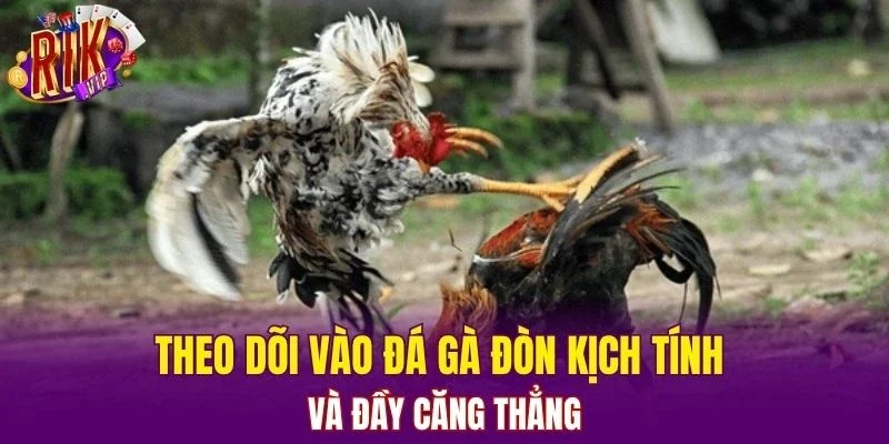 Theo dõi vào đá gà đòn kịch tính và đầy căng thẳng